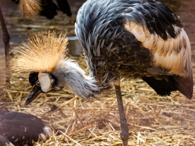 Grey crowned crane - De Zonnegloed - Animal park - Animal refuge centre 